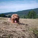 Aura špičák, Některé Se Saunou Affittacamere Železná Ruda